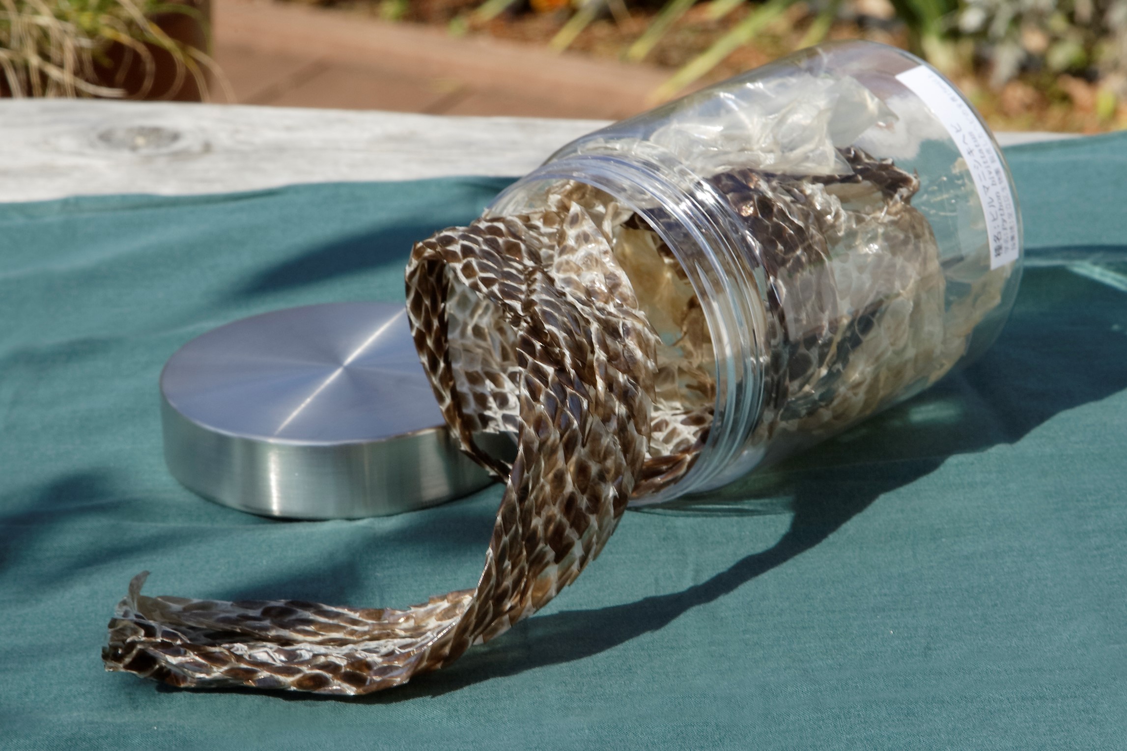 生物園オリジナル】一点もの！ビルマニシキヘビのぬけがら | 生物園